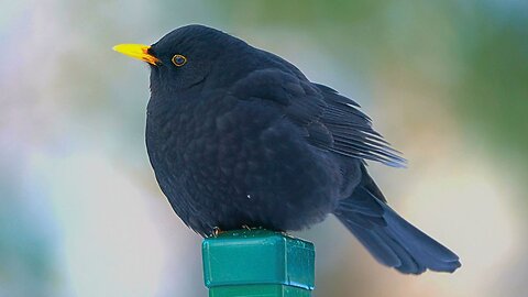 Male Blackbirds on Fence Posts in Winter