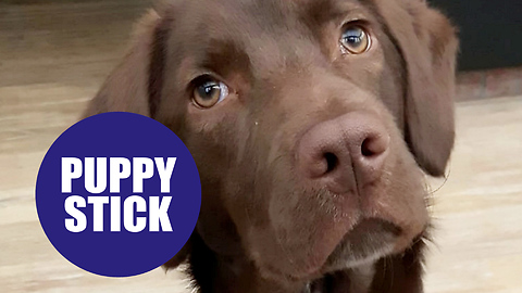 A loveable dog impailed himself on a stick during a game of fetch