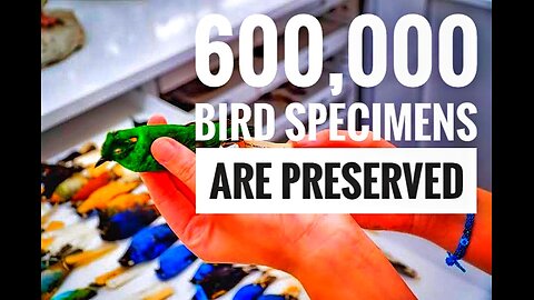 Why Over 600,000 Bird Specimens Are Preserved At The Smithsonian