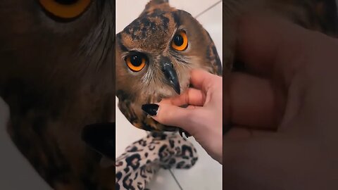 Coolest pet ever 🦉