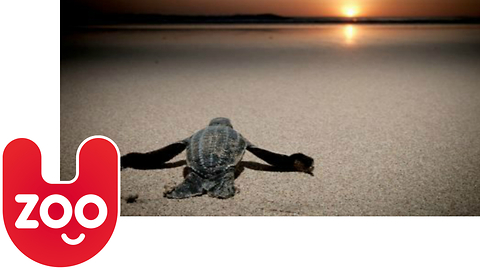 Olive Ridley Turtles Short Documentary