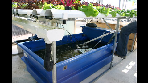 Love Gardening and Fishes at the Same Time? This DIY Aquaponics is the Answer!