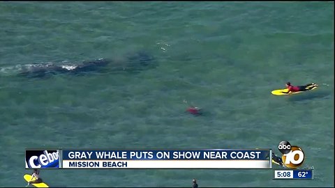 Gray whale puts on show near coast