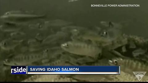 Salmon numbers in Idaho take a nose dive