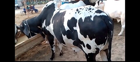 Qurbani ke Janwar 2024 | Eid ul azha | Viral video | Jibreel cattle farm ||