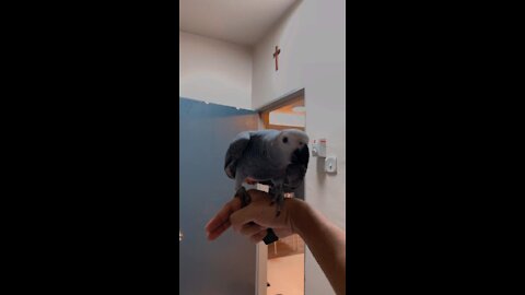 African Grey Parrot Blind Recall training