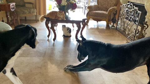 Funny Great Danes Bow Down To The Cat - Cats Rule - Hail to the Chief