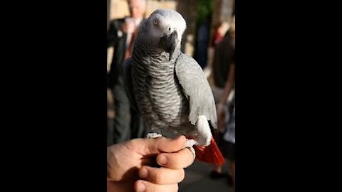 African grey parrot well tame ❤