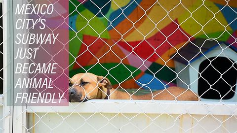 Light at the end of the tunnel: Saving subway strays