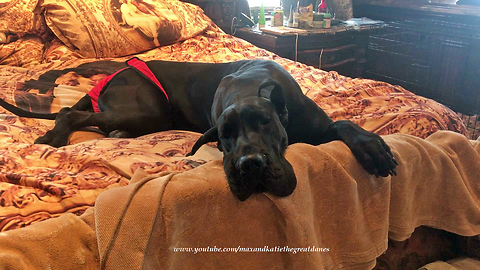 Funny Cat Steals Great Dane's XXL Bed