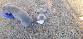 Training American Bully Puppy