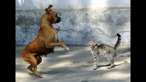 My Dogs Meet A Cat