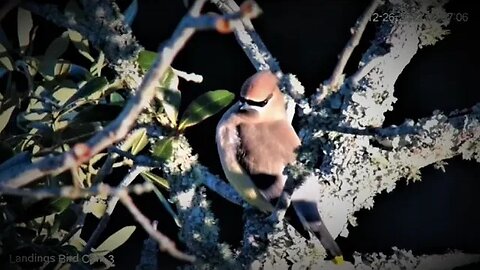 Cedar Waxwing Visits Skidaway Island 🌳 12/26/22 08:04