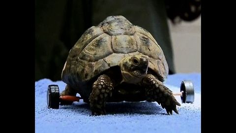 Tortoise Equipped With Wheels