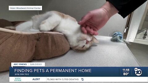 Pet of the week: Fern