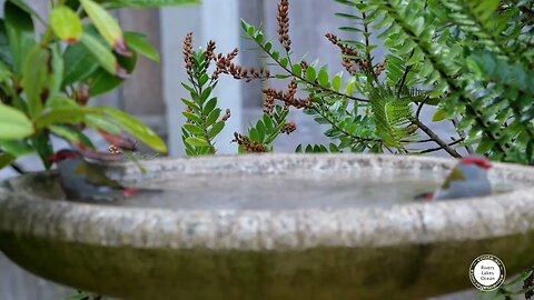 Red browed Finch 13 March 23