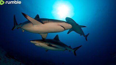 Diving with sharks