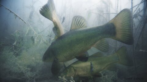 fish reaction to horns