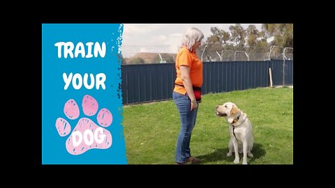 FREE DOG TRAINING SERIES –: how to teach your dog to sit and drop