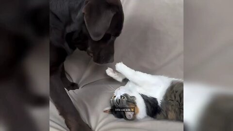 dog and cat funny video