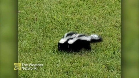 Baby skunks take over lawn with no fear