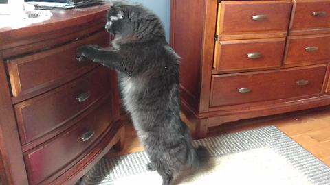 A Cat Digs In A Drawer And Pulls Out A Bag Of Treats