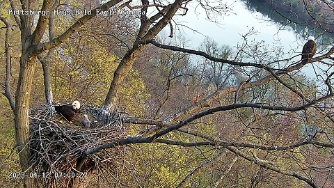 Hays Eagles Mom Keeps an Eye on a Fox Squirrel Below the Nest... Watch until the end ! 41223 7:00am