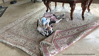 Playful Upside Down 5 Month Old Great Dane Puppy