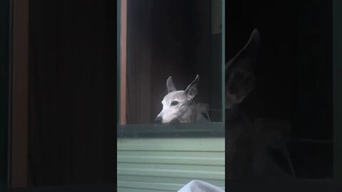 Cute whippet