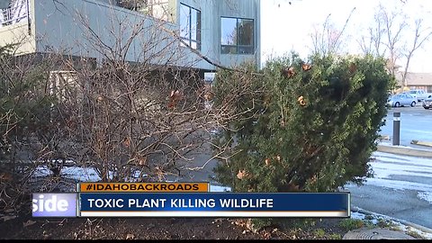 Japanese Yew killing local wildlife