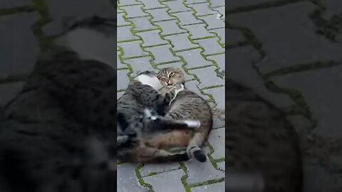 We Save Street Cats