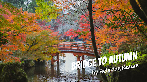 Bridge to Autumn – 60 minutes of Beautiful, Relaxing Music for Study, Work, Meditation, Sleep