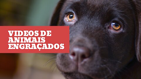 Videos de animais engraçados fazendo bagunça