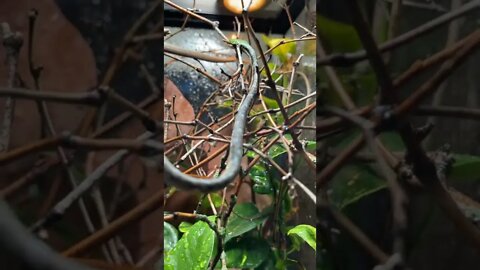 Dangerous Nature's status ❤️ | Snake nature WhatsApp Status | amazing nature video #shorts(4)