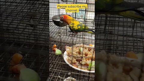 Sun conure's breakfast 🥞 time l #shorts l #sunconure l @BikisAviary