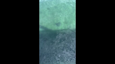 Rays Swimming at Jennettes Pier NC