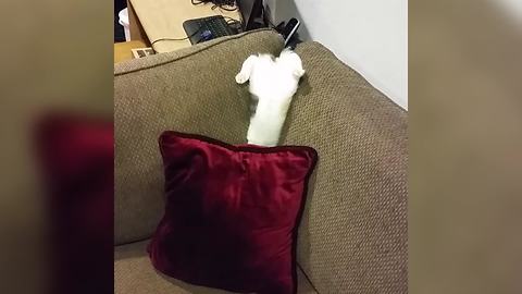 "Cat Flips Over Pillow On Sofa"