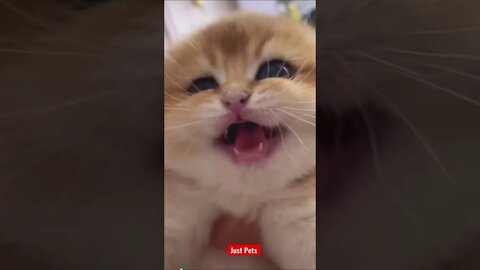 Cute Meow #cute #tiktok #funnyanimals #funnyvideos #cat