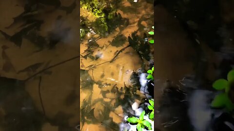 Tadpoles - A Waterhole for Tadpoles 🐸