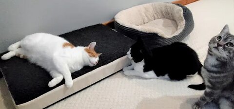 Cat Pounces On Sleeping Cat