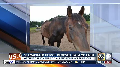 18 starving horses rescued from farm in Lisbon; charges pending