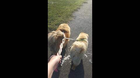 CHOW CHOW - Dog Breed - Walkies