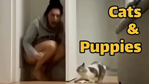 Cats & Puppies