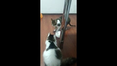 Mary and Yuna, the cats playing with the new toy, lol