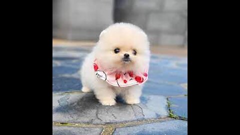 adorable pomeranian puppy go to a barber shop