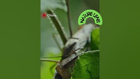 Nature's brutal dance: Reproduction in Chinese mantis