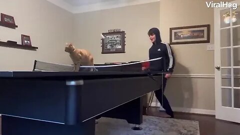 This cat is a ping-pong prodigy!