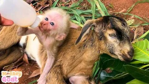 Baby monkey is very scared when goat leaves