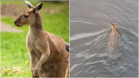 Avete mai visto un canguro nuotare?