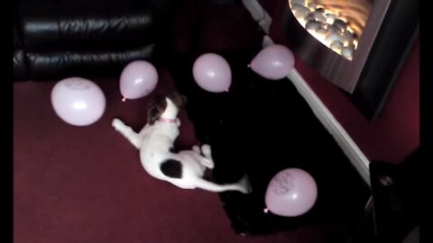 Dog versus balloons!!